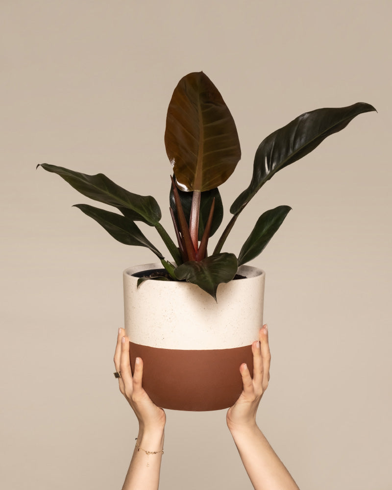 feey-philodendron-imperial-red-zimmerpflanze image 1