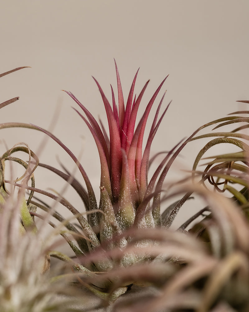 feey-luftpflanzen-pink-5er-set-tillandsia-ionantha-rubra image 2