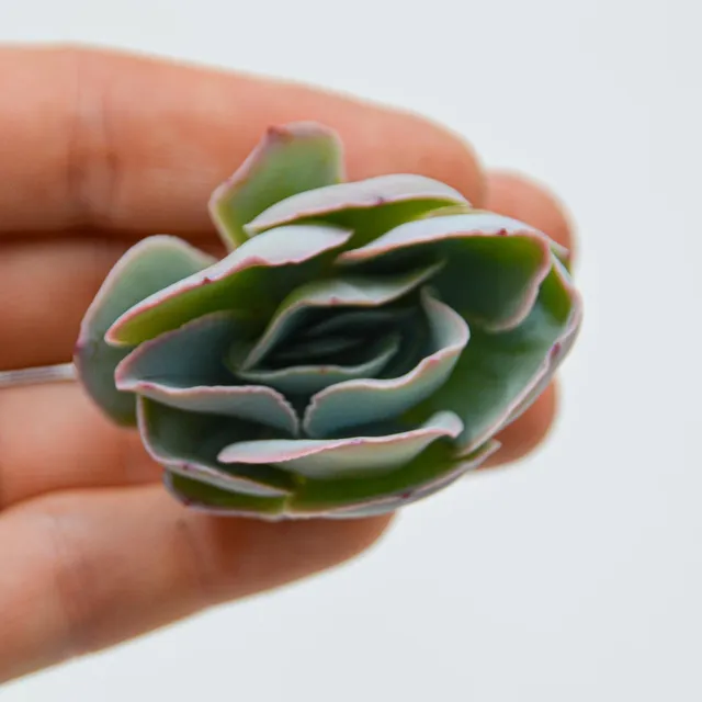 pasiora-echeveria-sukkulenten-steckling image 1