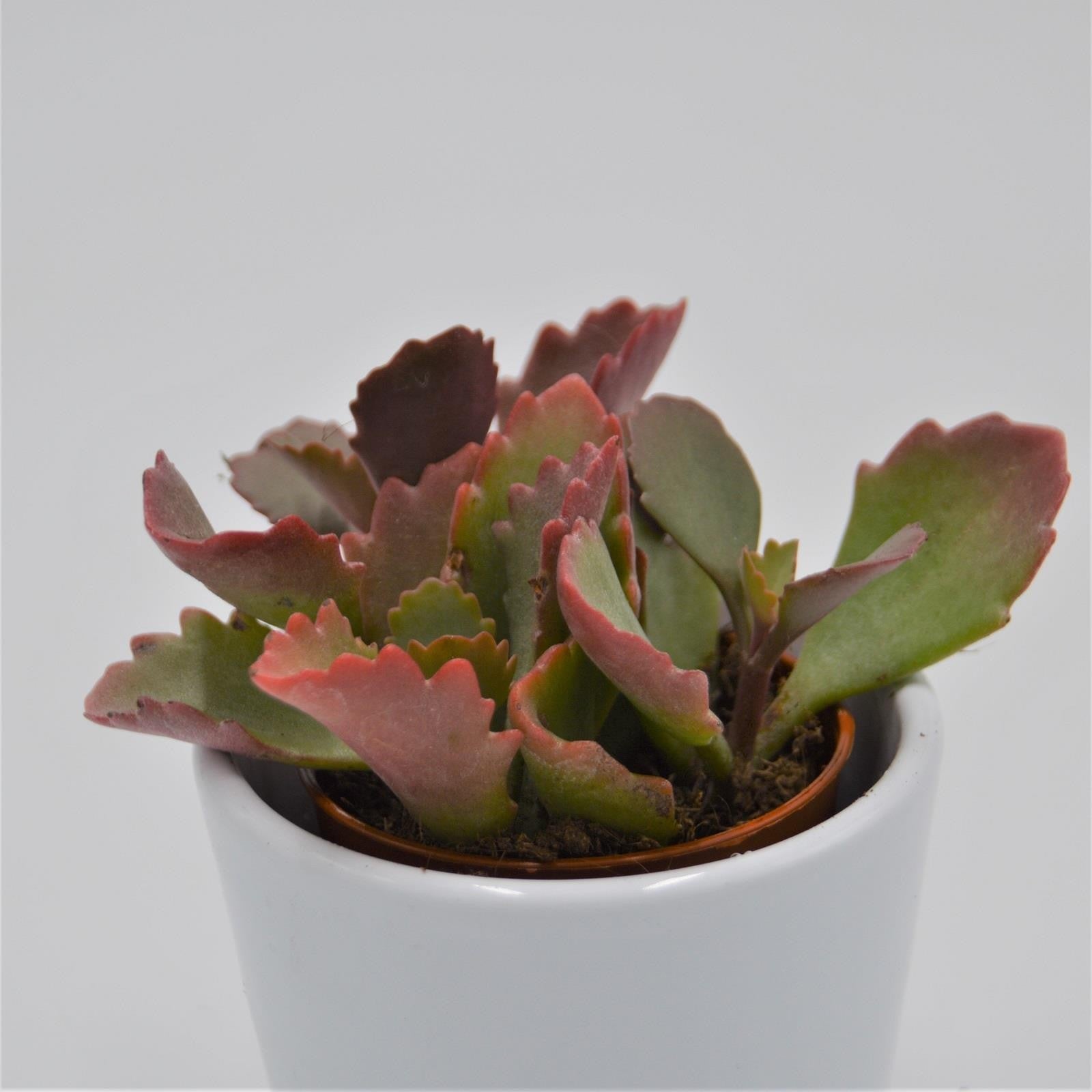 pasiora-kalanchoe-rubinea-sukkulente-8-5cm-topf image 1