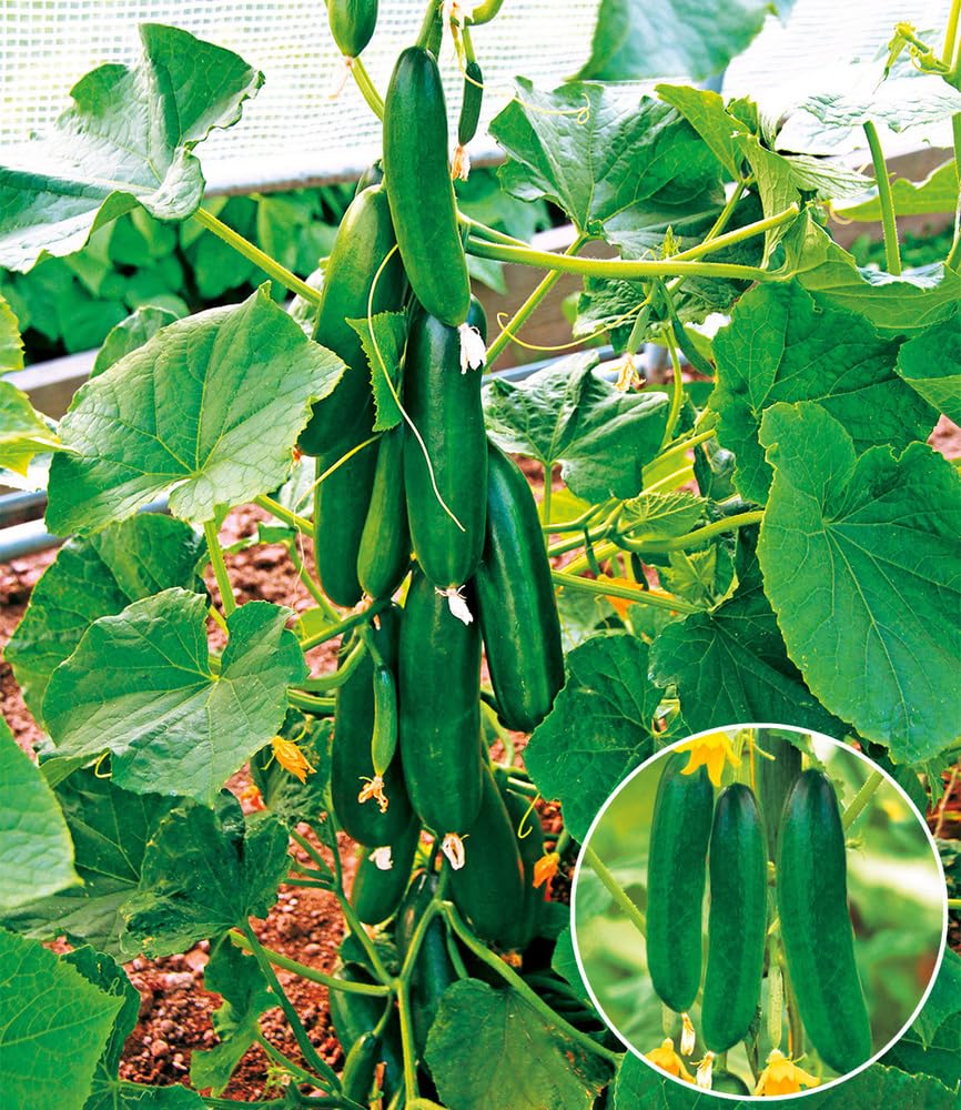 baldur-garten-4er-snack-gem-se-kollektion-gurke-tomate-paprika-10-5-cm-topf image 2