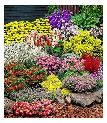 baldur-garten-12er-set-gro-er-staudengarten-im-7x7-cm-topf image 4