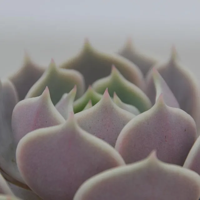 pasiora-echeveria-lola-sukkulente-8-5-cm-topf image 1