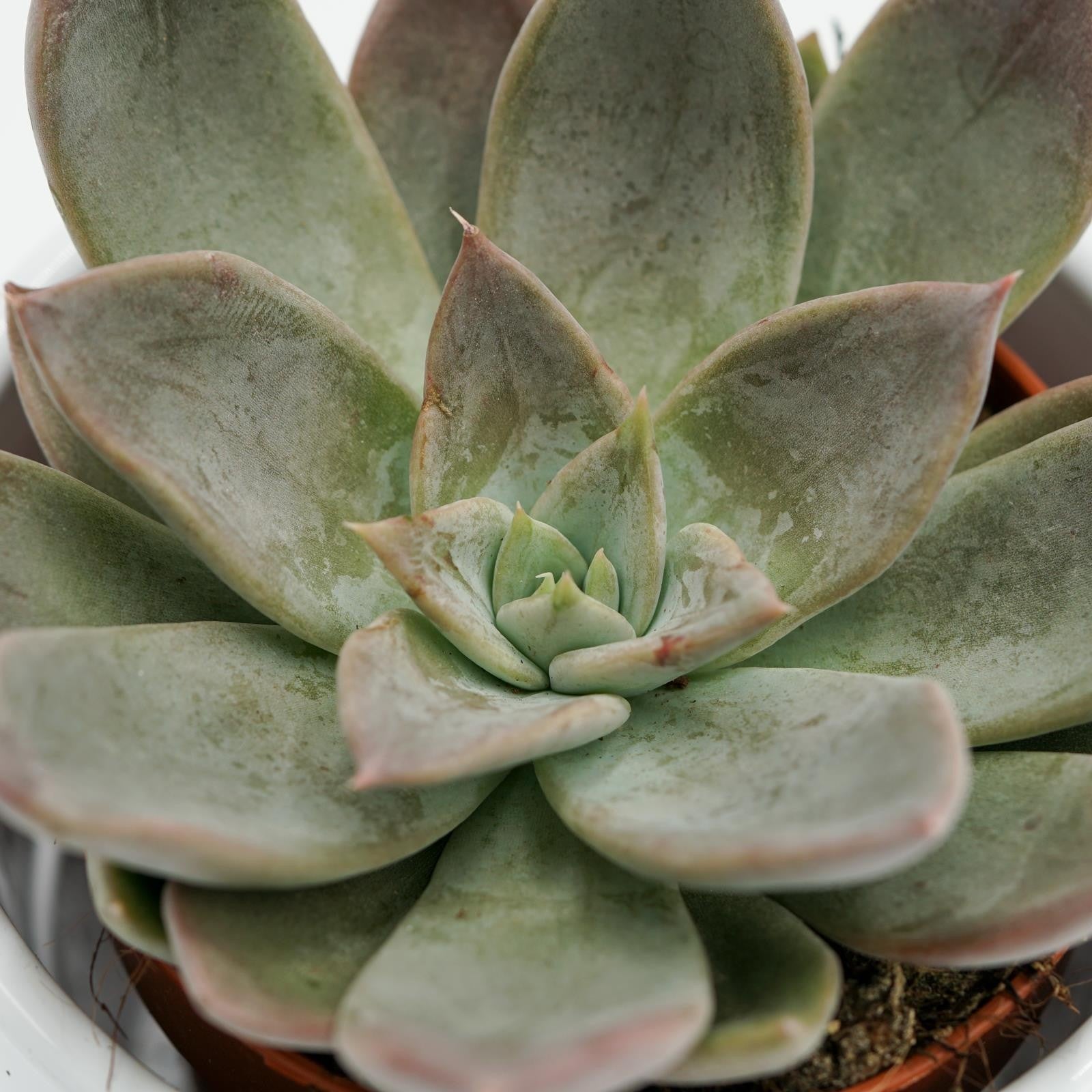pasiora-echeveria-silver-queen-sukkulente-8-5cm-topf image 2