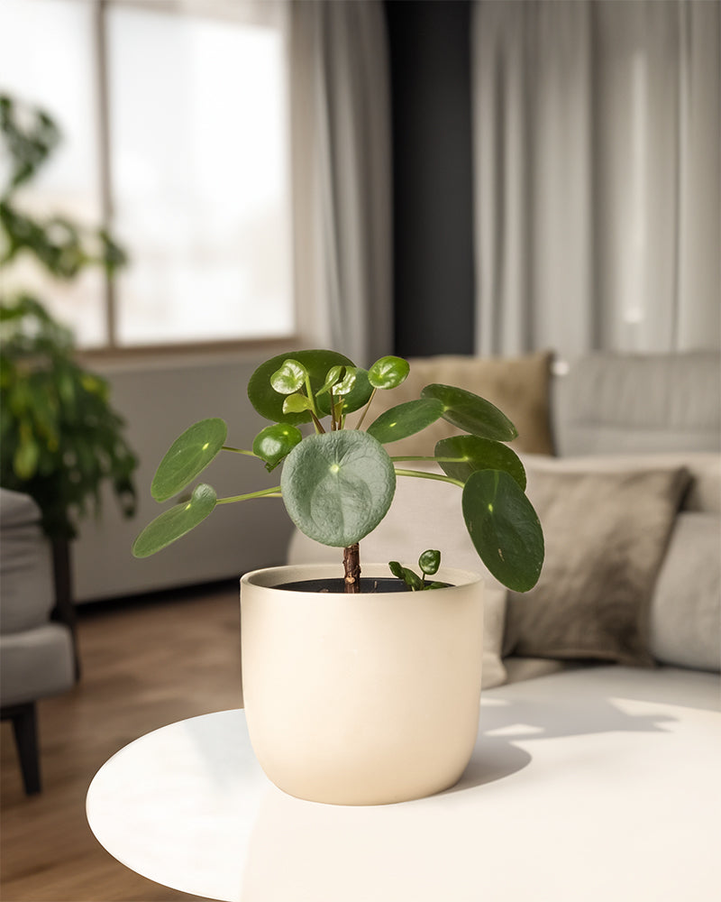 feey-ufopflanze-b-umchen-pilea-peperomioides-pancake-plant-klein image 4