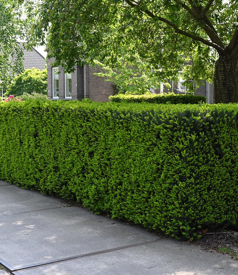 baldur-garten-eiben-hecke-taxus-baccata-im-9x9-cm-topf image 1