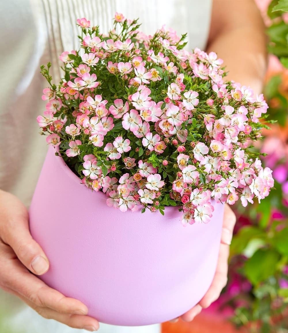 baldur-garten-alpin-rose-cutie-pie-zwerg-rose-im-9x9-cm-topf image 4