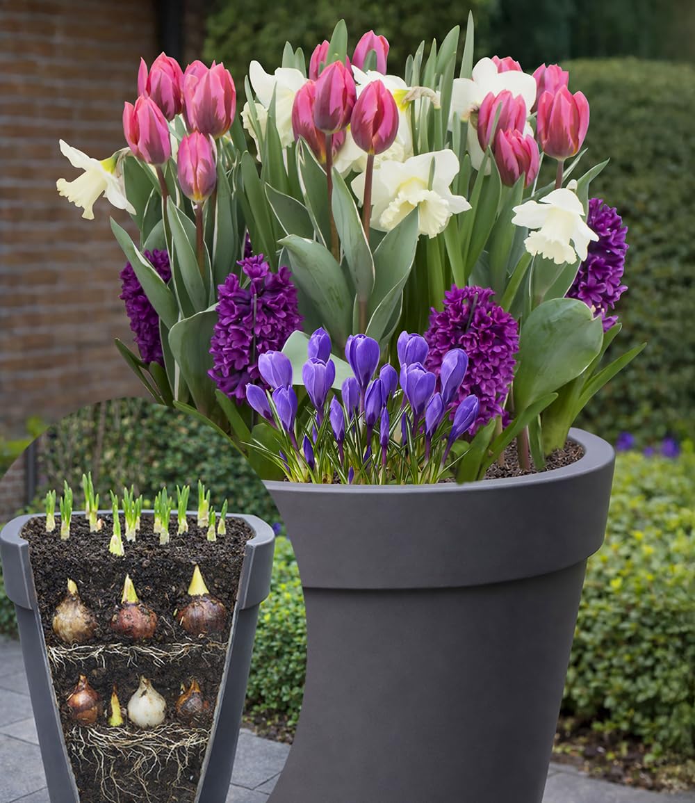 baldur-garten-blumenzwiebel-mix-rosa-blaue-lasagne-30-zwiebeln image 1