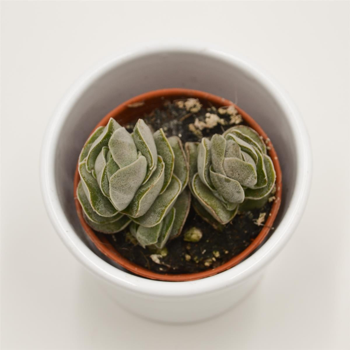 pasiora-crassula-pangolin-sukkulente-5-5cm-topf image 2