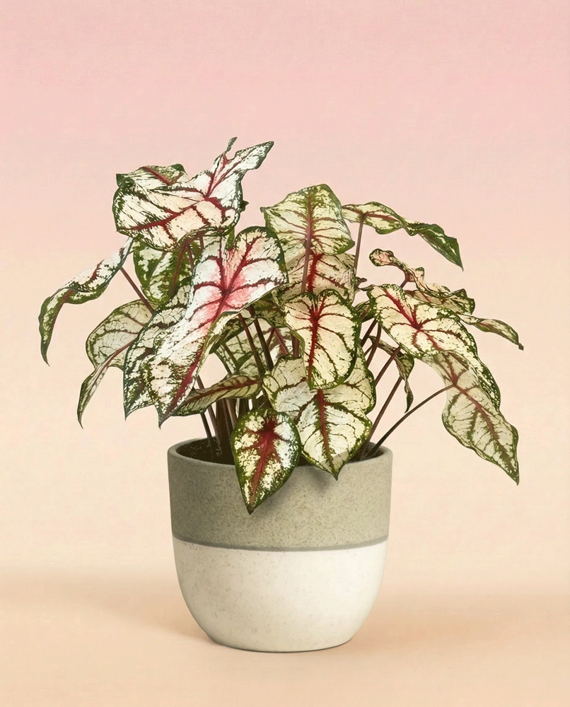 feey-caladium-bottle-rocket-zimmerpflanze image 4