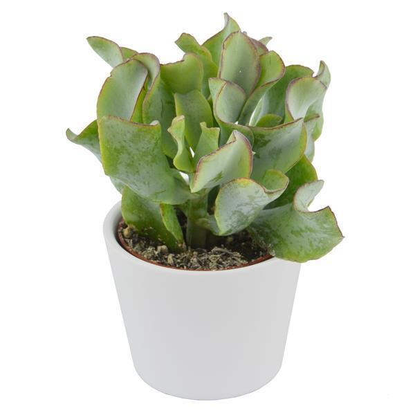 pasiora-crassula-arborescens-curly-6cm-sukkulente image 1