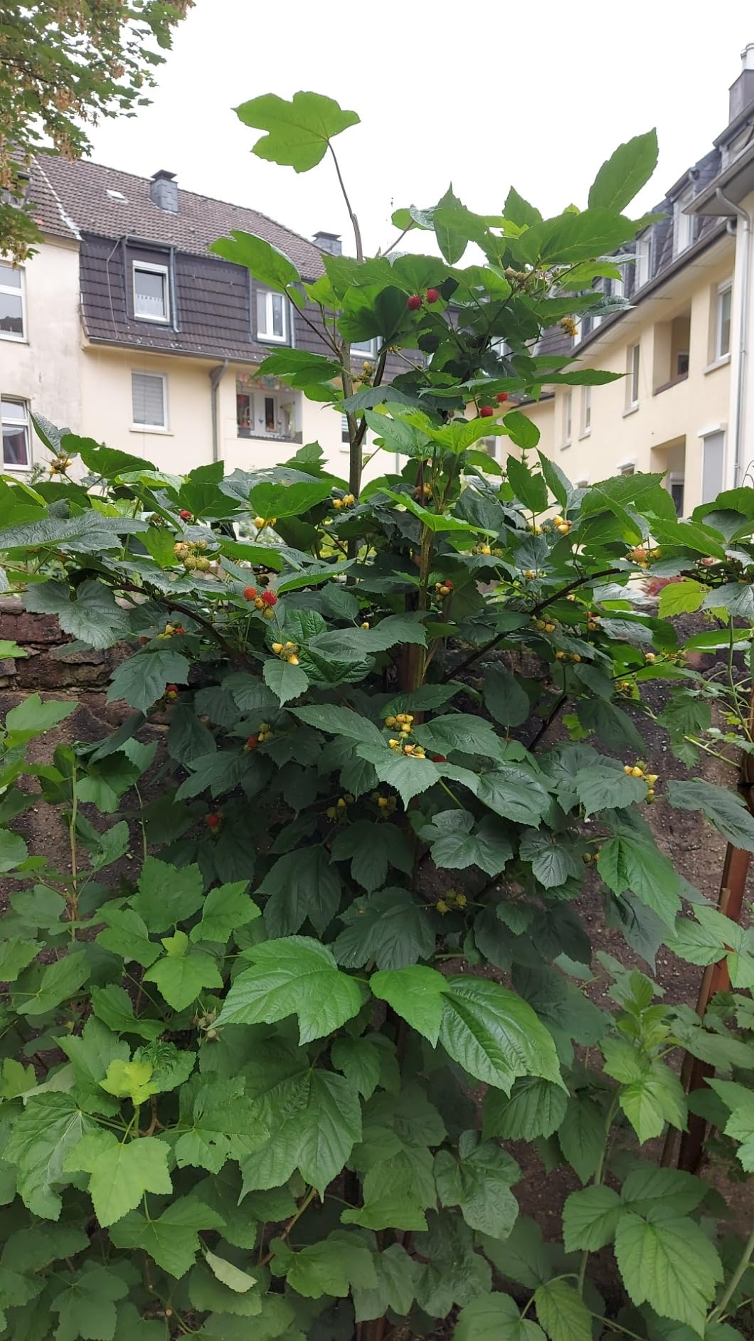 Süße Ernte