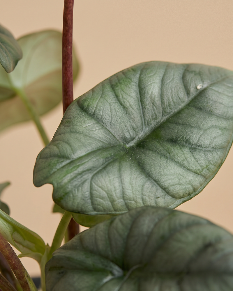 feey-alocasia-silver-nebula-rarit-t-hydro-zimmerpflanze-klein image 4