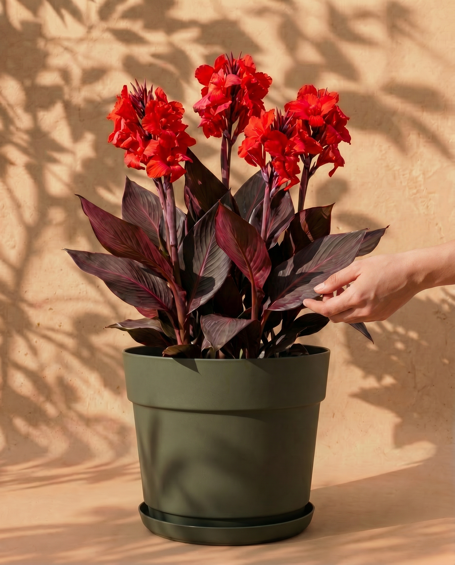 feey-canna-rot-blumenrohr-rhizome image 1