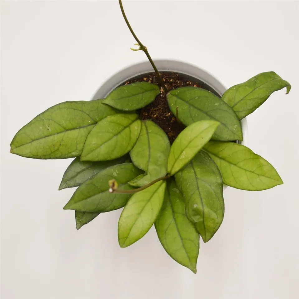 pasiora-hoya-krohniana-eskimo-zimmerpflanze-12cm-topf image 1