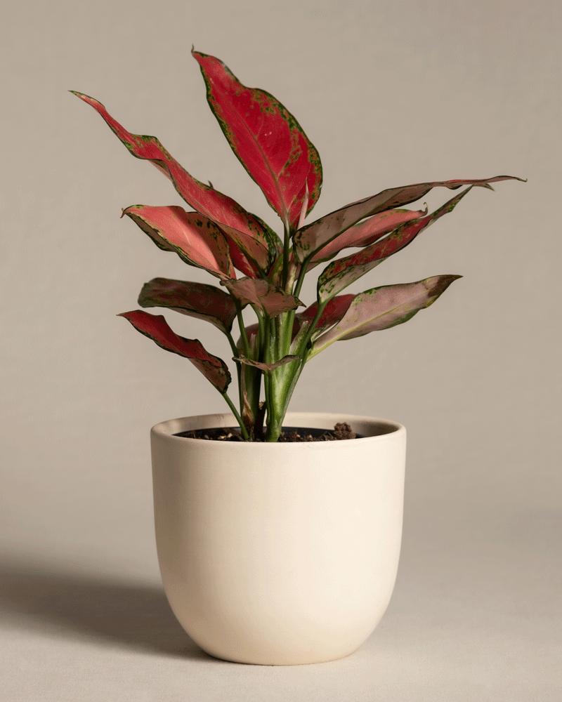 feey-aglaonema-cherry-baby-zimmerpflanze-20-30-cm image 6