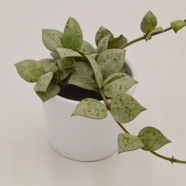 pasiora-hoya-krohniana-eskimo-h-ngepflanze-6cm image 1