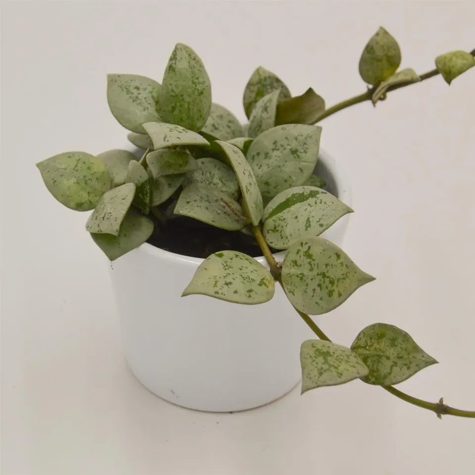 pasiora-hoya-krohniana-eskimo-h-ngepflanze-6cm image 1