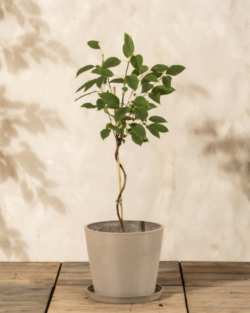 feey-mini-kiwi-actinidia-arguta-issai-obstpflanze image 5