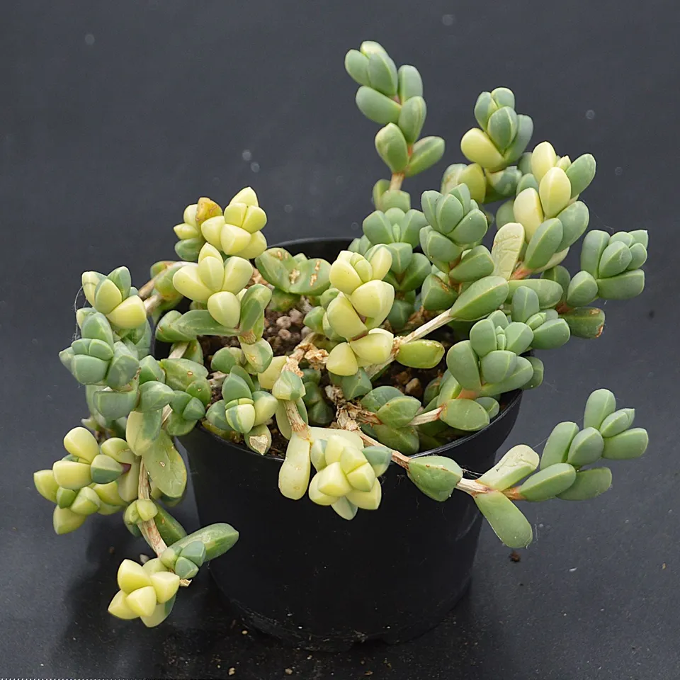 pasiora-delosperma-lehmannii-f-variegata-sukkulente-einzelst-ck image 1