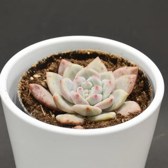 pasiora-echeveria-ariel-rosetten-sukkulente-9cm image 1
