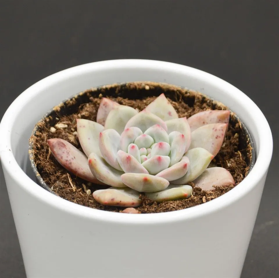pasiora-echeveria-ariel-rosetten-sukkulente-9cm image 1