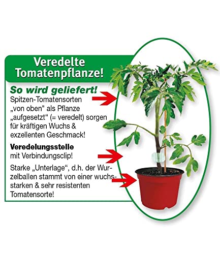 baldur-garten-strauch-tomate-sparta-f1-veredelt-2-pflanzen image 6