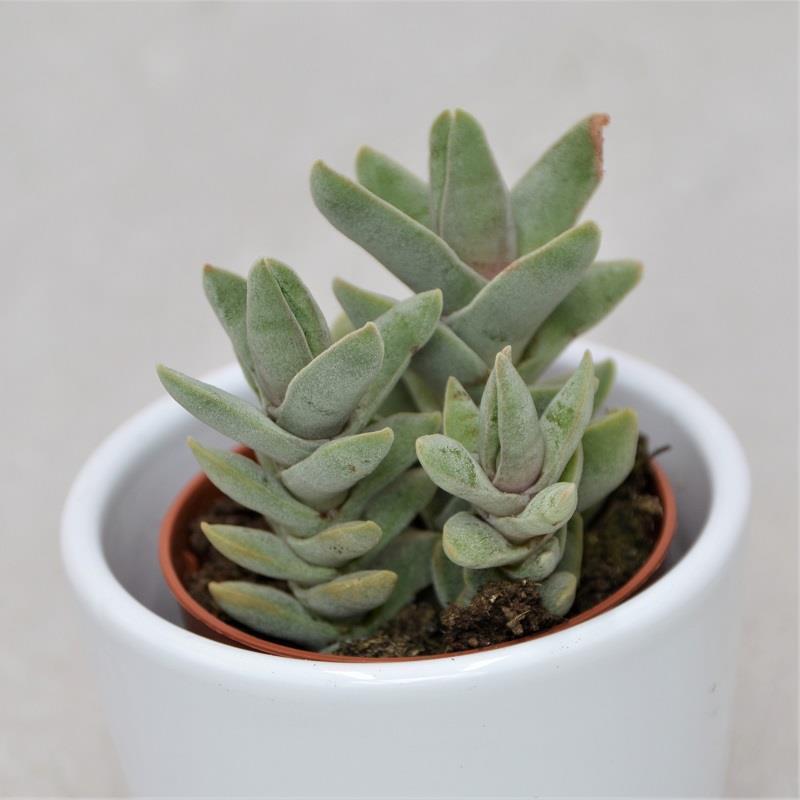 pasiora-crassula-falcata-minor-propeller-pflanze-5-5-cm-topf image 1