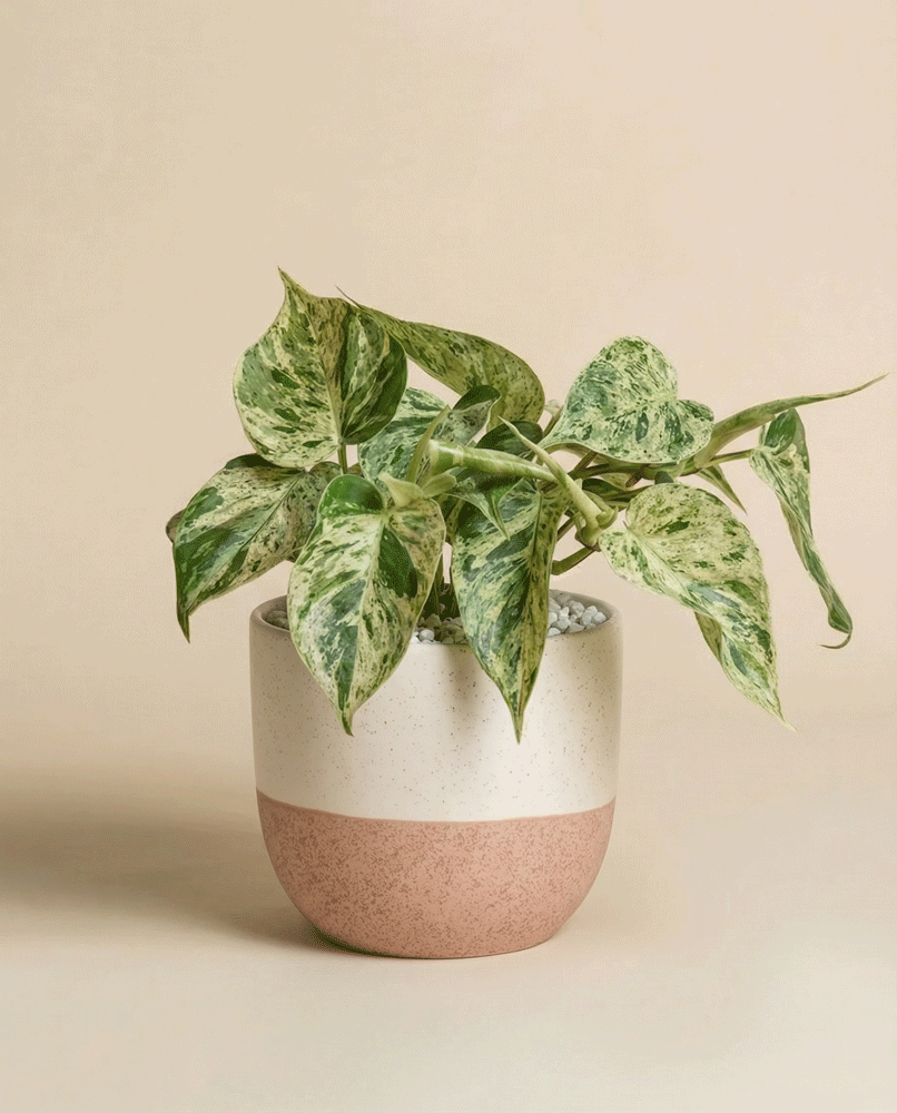 feey-philodendron-oxycardium-variegata-schweizer-zimmerpflanze image 4