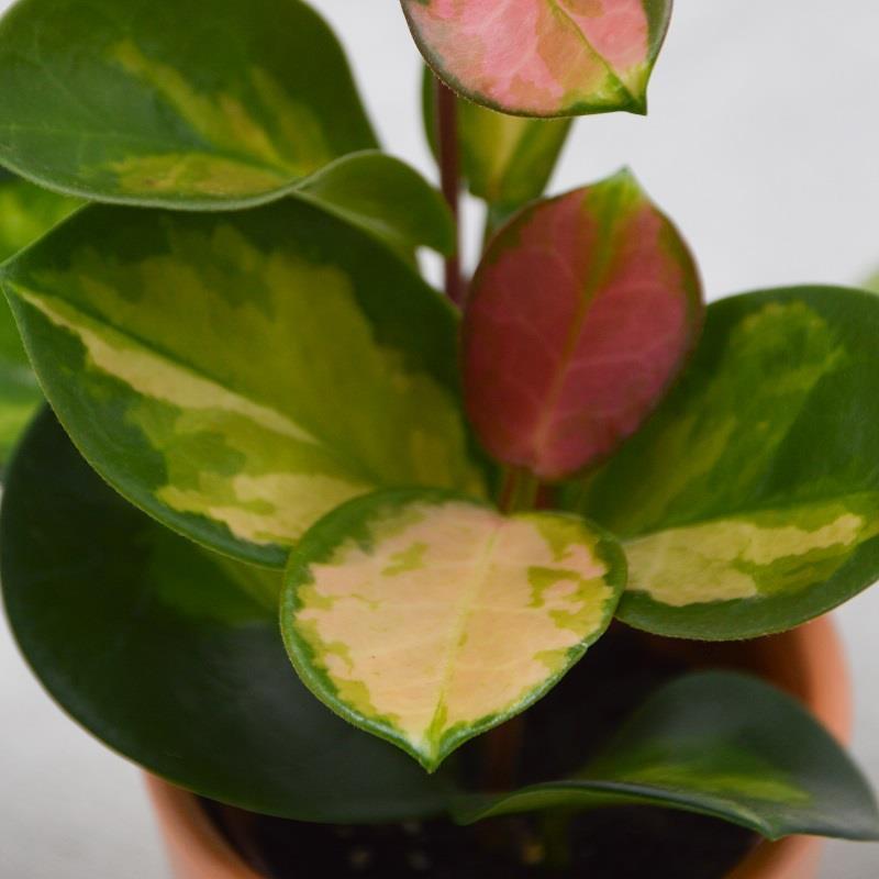 pasiora-hoya-australis-lisa-wachsblume-6cm-topf image 4