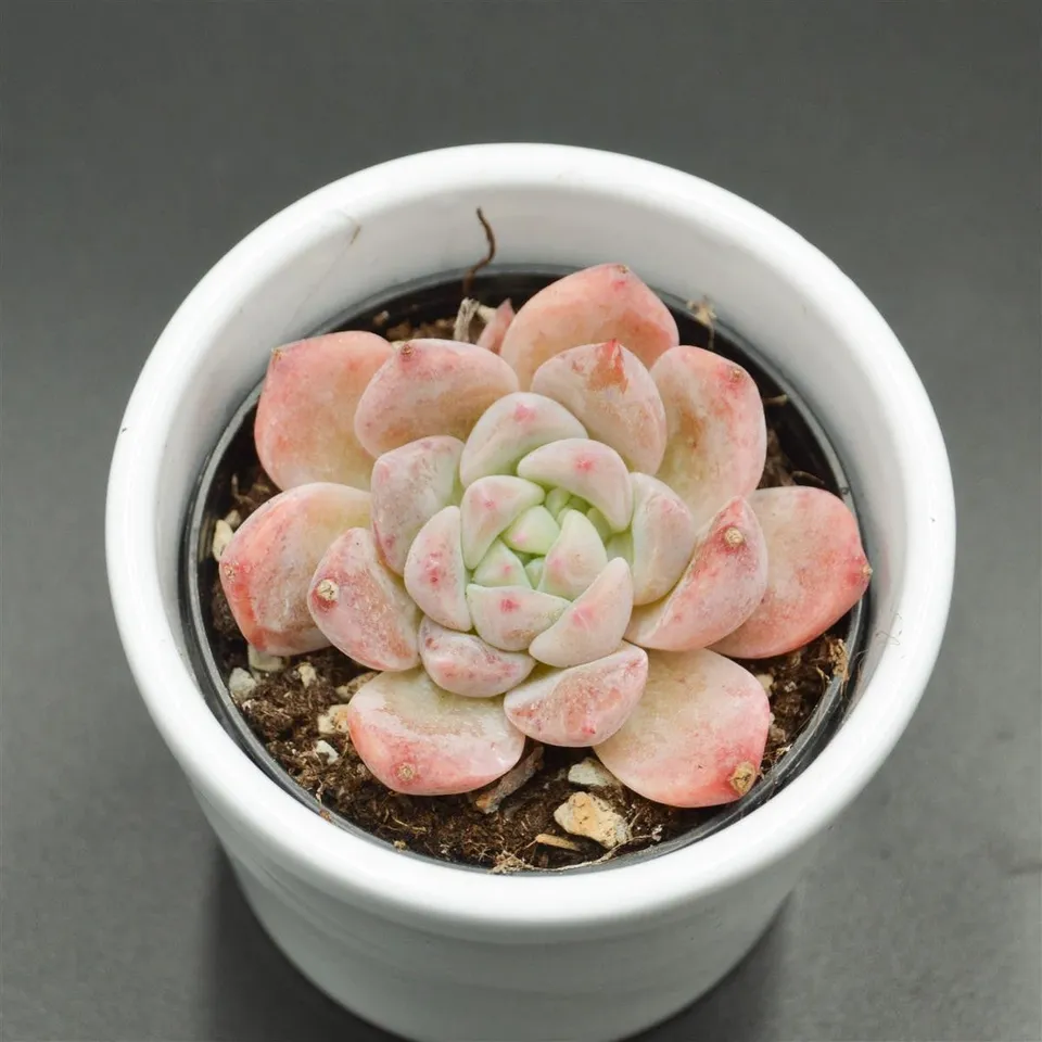 pasiora-echeveria-snow-melanie-sukkulente-6-cm image 1