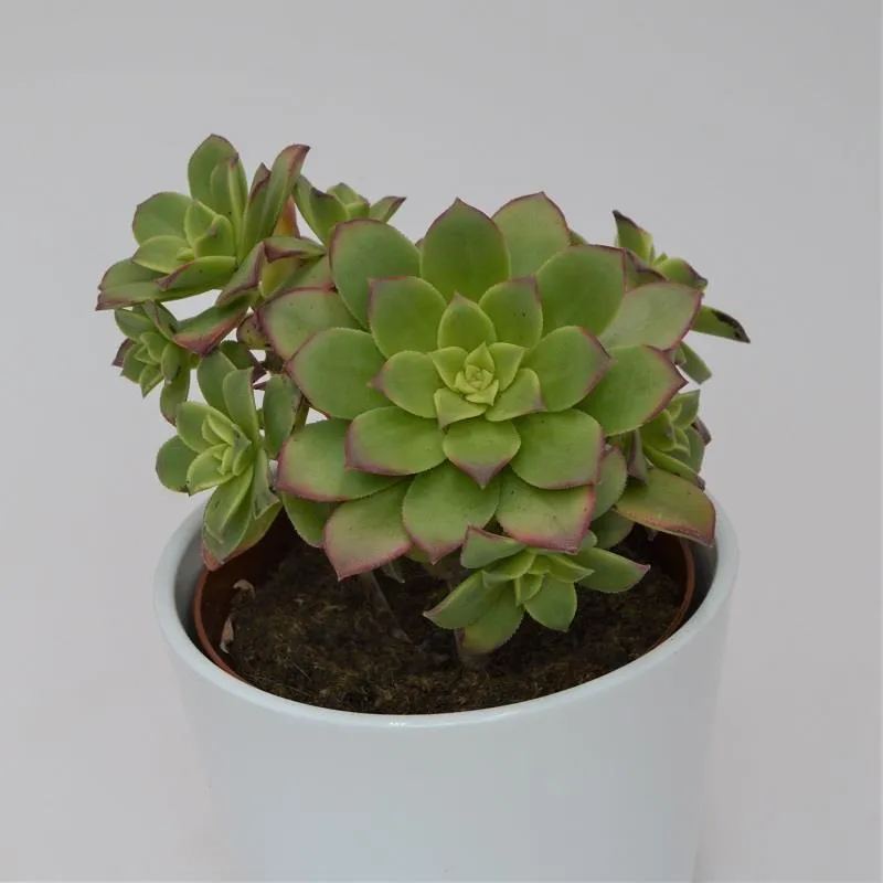 pasiora-aeonium-haworthii-dream-color-sukkulente-12cm-topf image 1