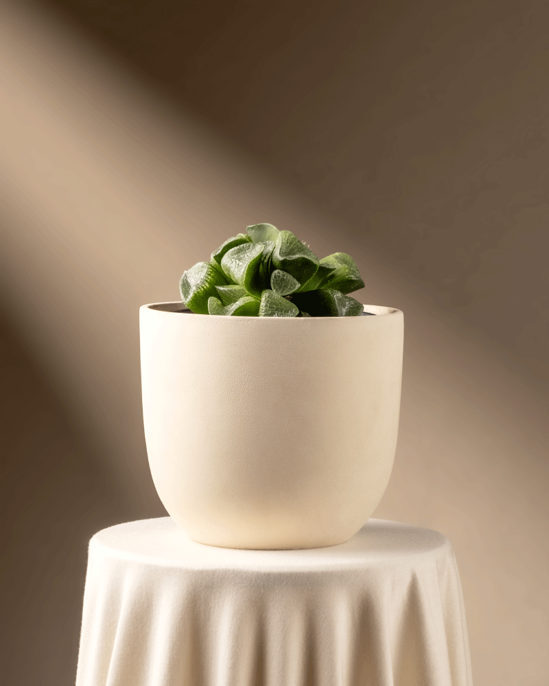 feey-haworthia-retusa-sukkulente-limited-edition-min-2-jahre-alt image 6
