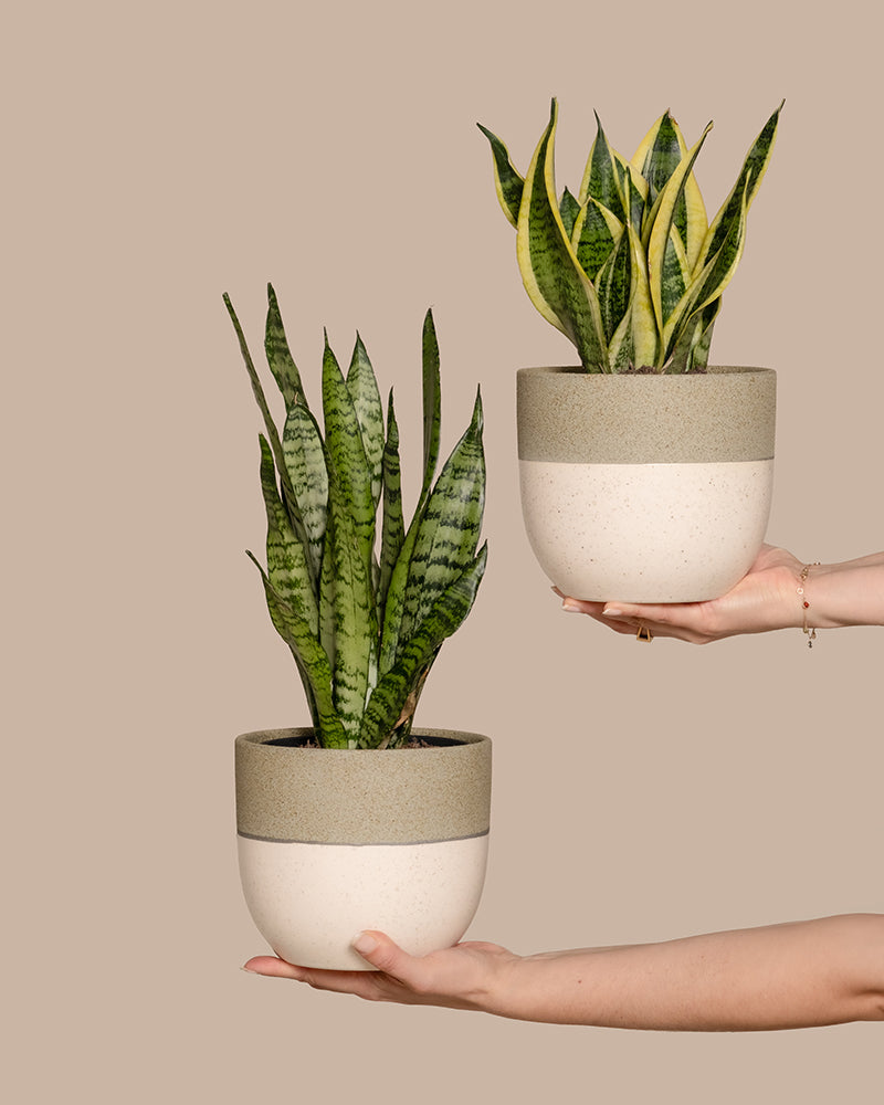 feey-unzerst-rbares-duo-2x-schwiegermutterzunge-sansevieria-trifasciata image 1