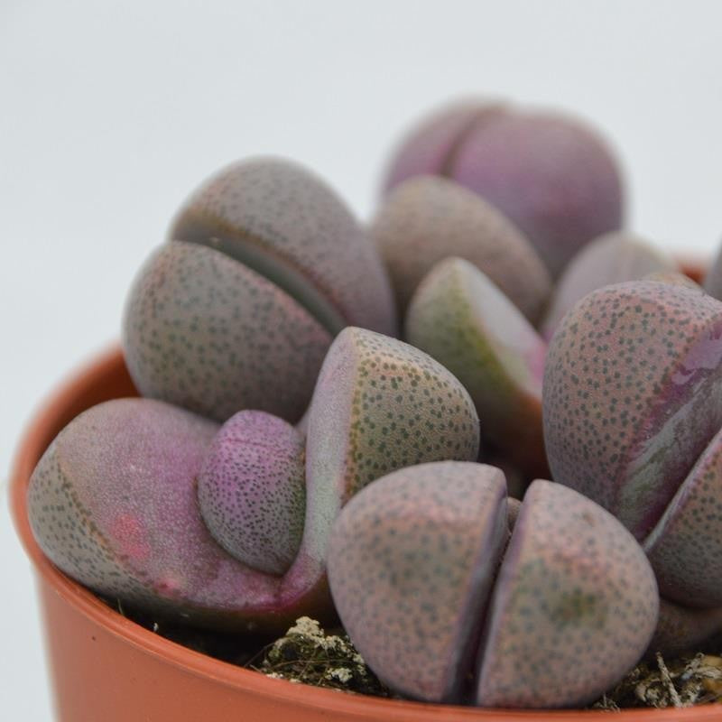 pasiora-pleiospilos-nelii-v-rubra-lebender-stein-8-5cm image 4