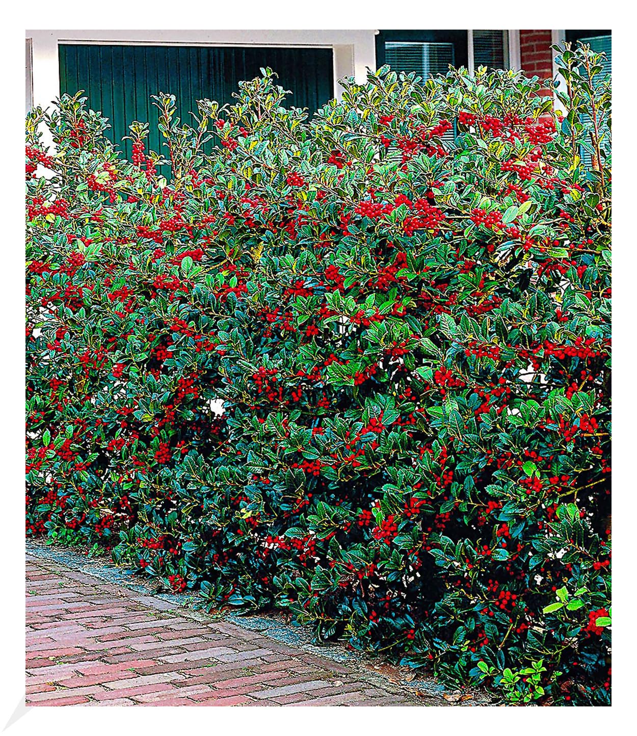 baldur-garten-5er-ilex-hecke-heckenfee-ilex-meserveae-im-9x9-cm-topf image 1