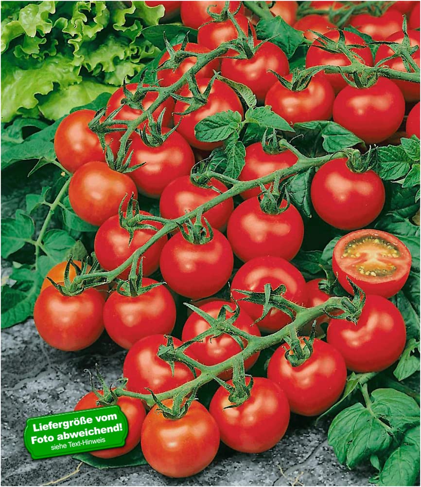 baldur-garten-strauch-tomate-sparta-f1-veredelt-2-pflanzen image 1