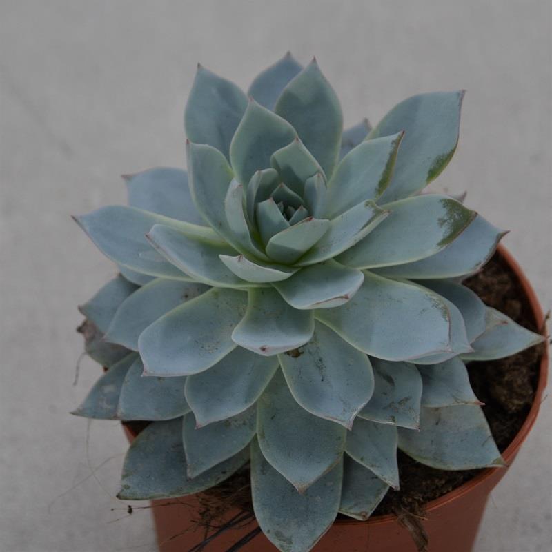 pasiora-echeveria-subessilis-texensis-sukkulente-im-8-5cm-topf image 1