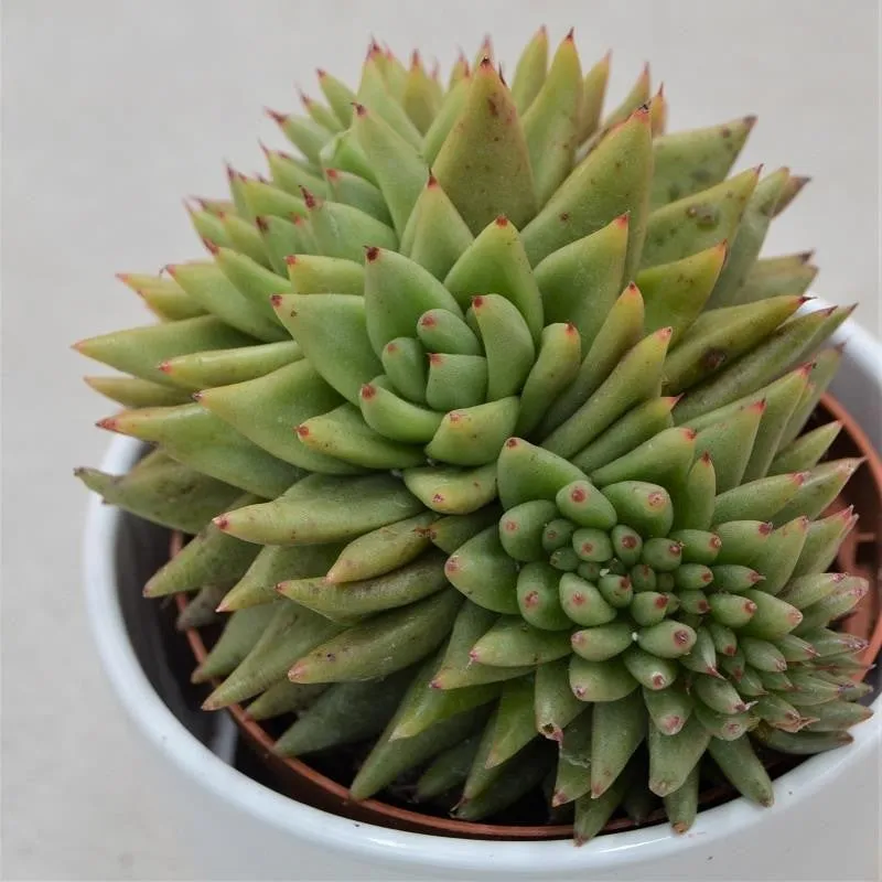 pasiora-echeveria-agavoides-var-corderoyi-f-cristata-10-5cm image 1