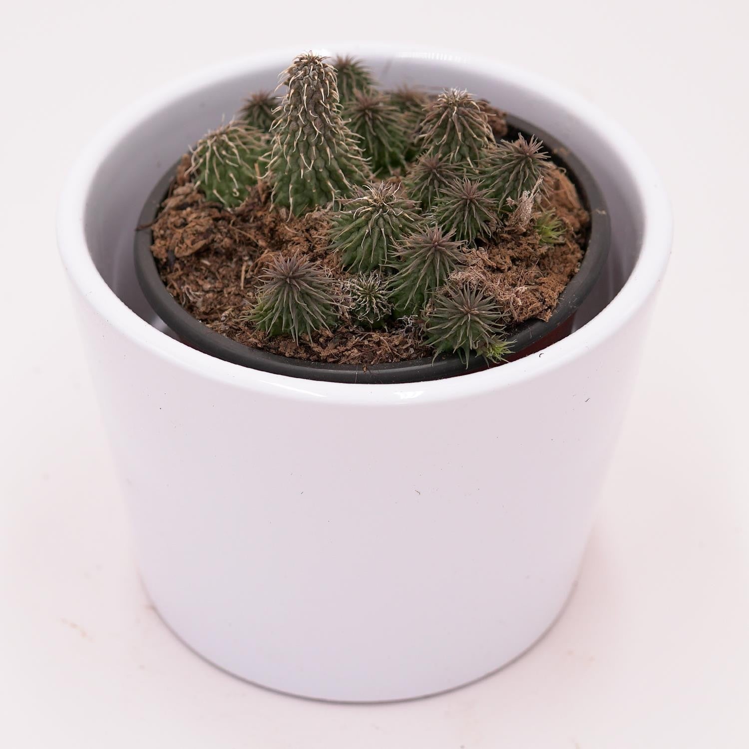 pasiora-huernia-pillansii-sukkulente-aasblume-8cm-topf image 2