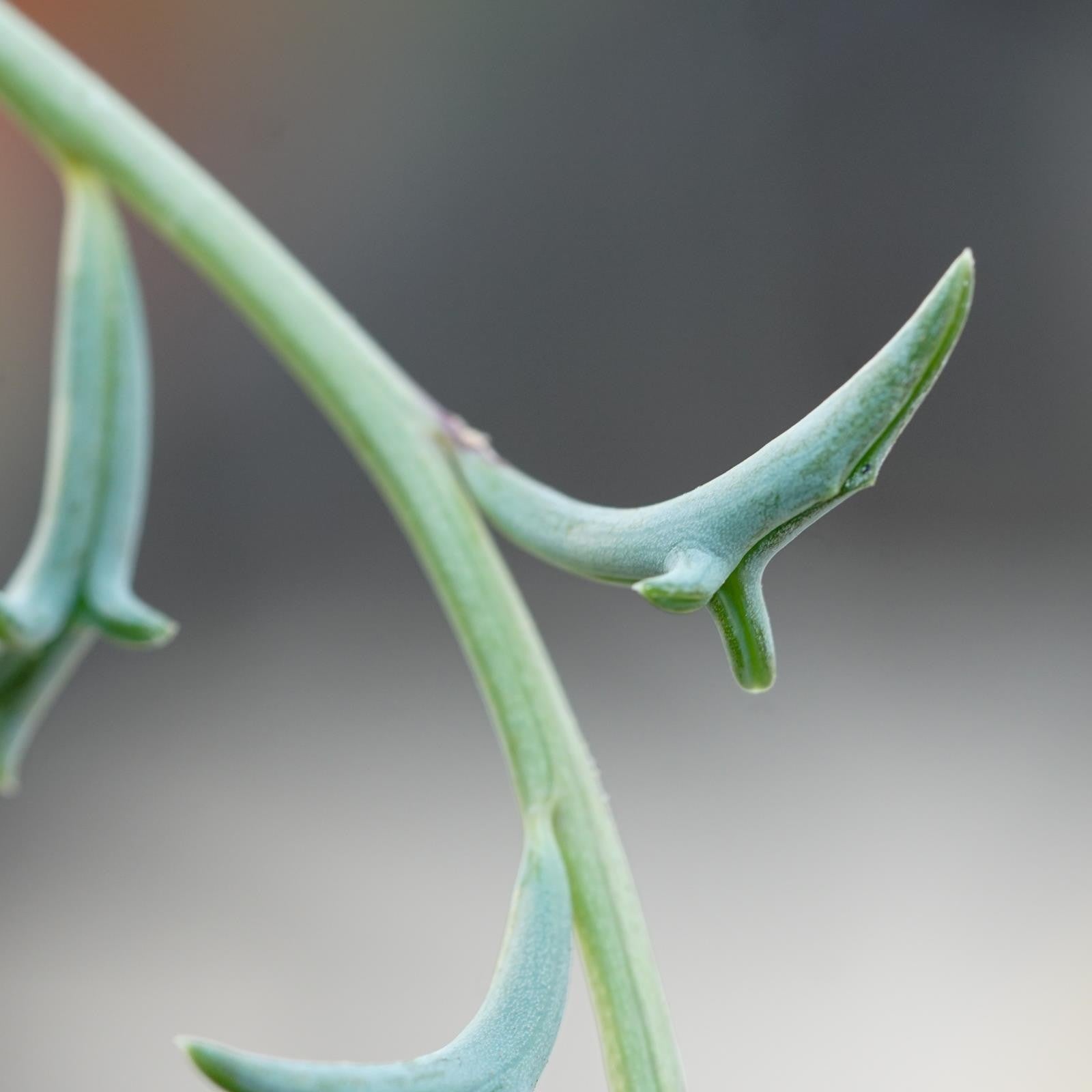 pasiora-senecio-peregrinus-string-of-dolphins-ampel-15-cm image 2