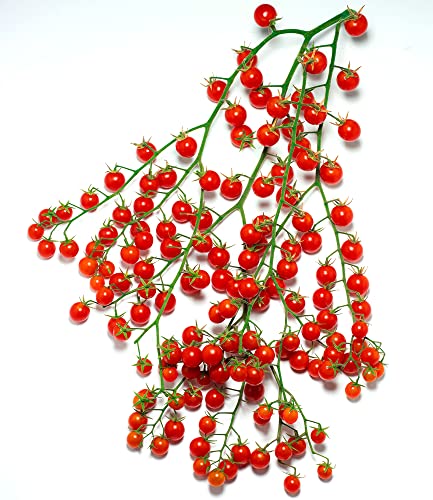 baldur-garten-snack-tomate-perlino-cherrytomate-2-pflanzen-im-10-5cm-topf image 8
