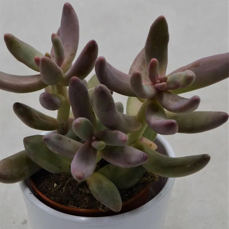 pasiora-pachyphytum-ganzhou-sukkulente-8-5cm image 1