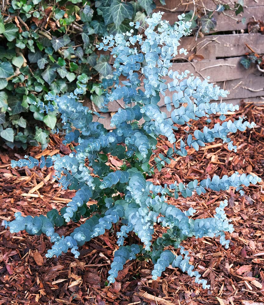 baldur-garten-winterharter-eukalyptus-azura-im-15-cm-topf image 2
