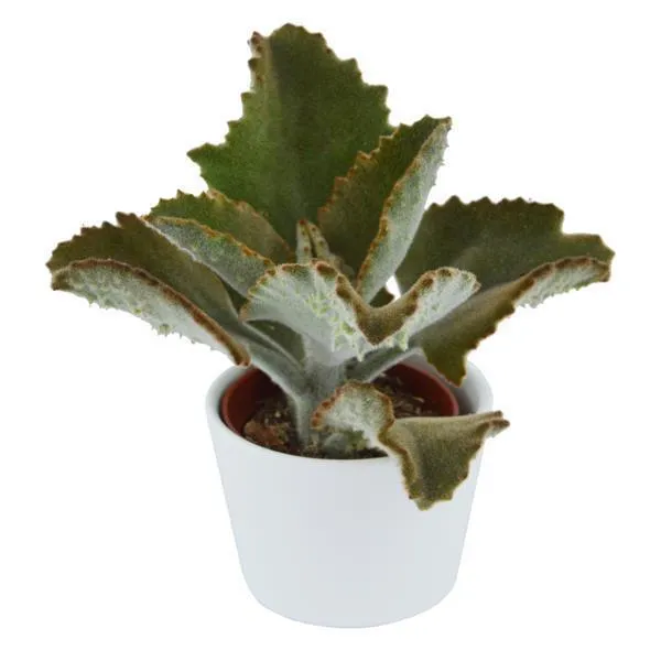 pasiora-kalanchoe-beharensis-fang-6cm-elefantenohr image 1
