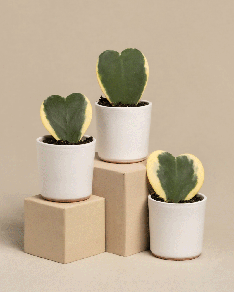 feey-herzblatt-trio-panaschiert-hoya-kerrii-variegata-3-babypflanzen image 6