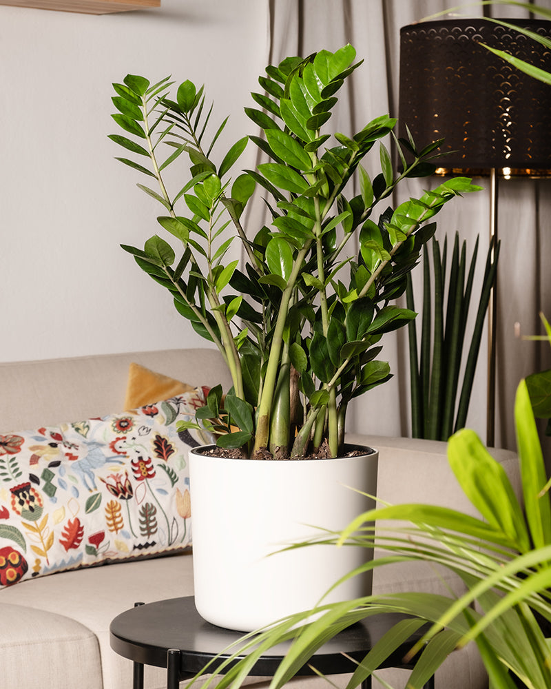 feey-gro-e-gl-cksfeder-zamioculcas-zamiifolia-zimmerpflanze image 4
