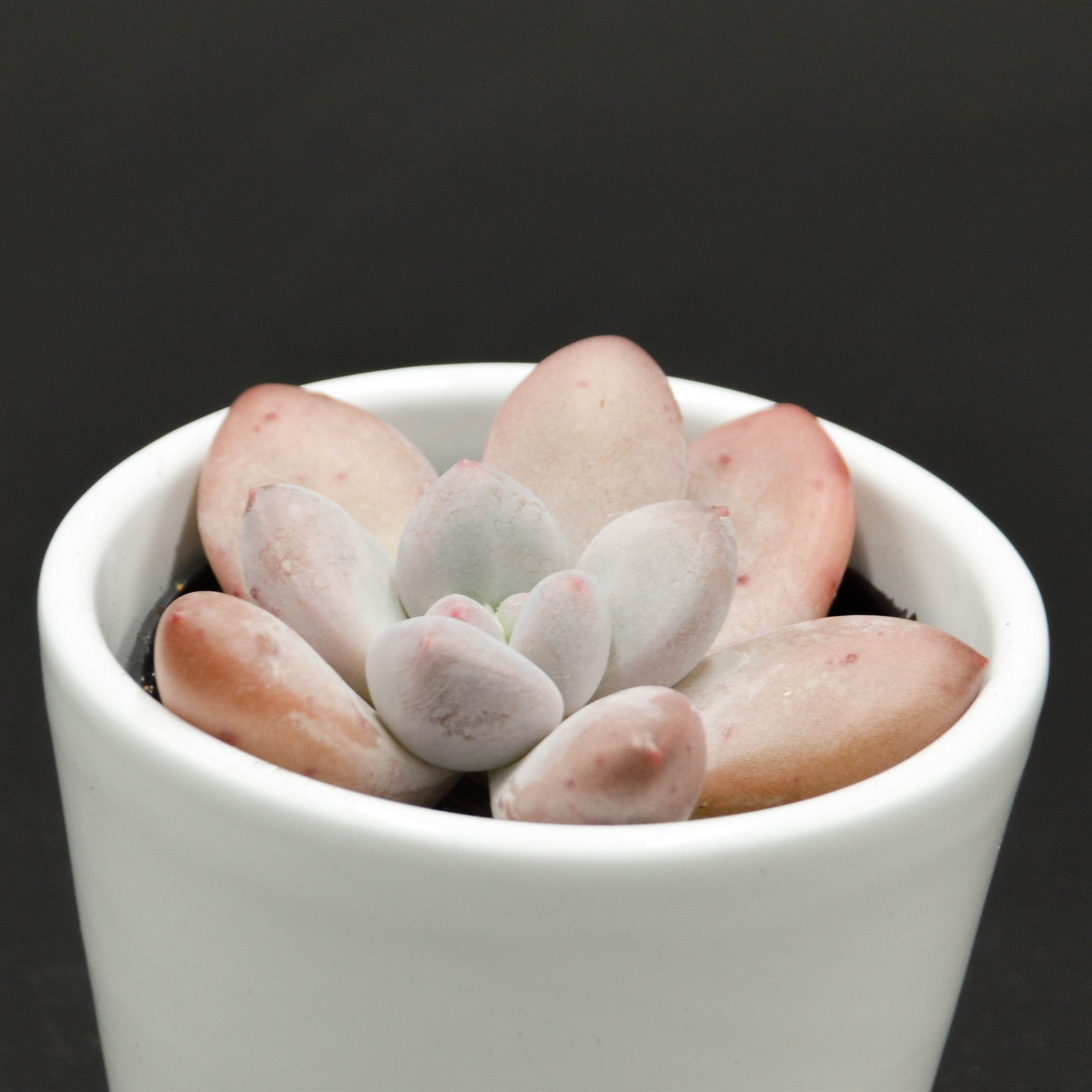 pasiora-echeveria-perfume-sukkulente-6cm-topf image 1