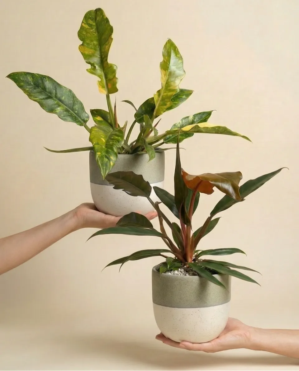 feey-zackiges-philodendron-duo-pluto-ring-of-fire image 1