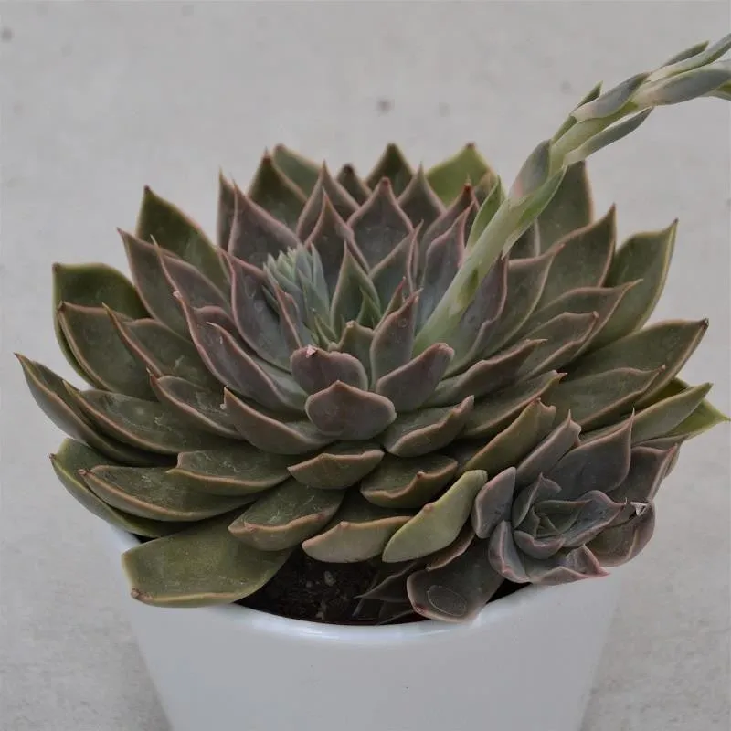 pasiora-echeveria-mensa-sukkulente-10-5cm-topf image 1